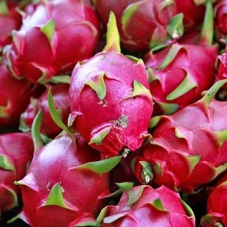 Ejder Meyvesi'ni Tanıyalım